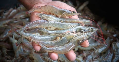 Studying shrimp feeding behavior and why it’s important for aquaculture